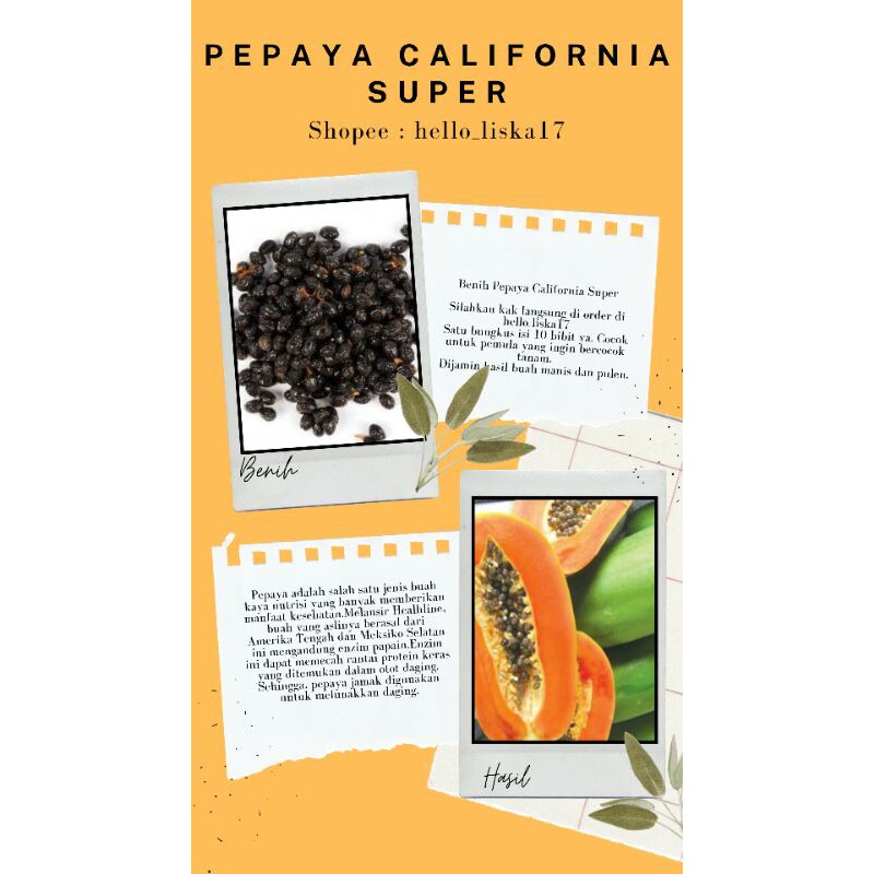 BENIH PEPAYA CALIFORNIA / BIBIT MURAH / BENIH PEPAYA MURAH / BIBIT PEPAYA CALIFORNIA SUPER