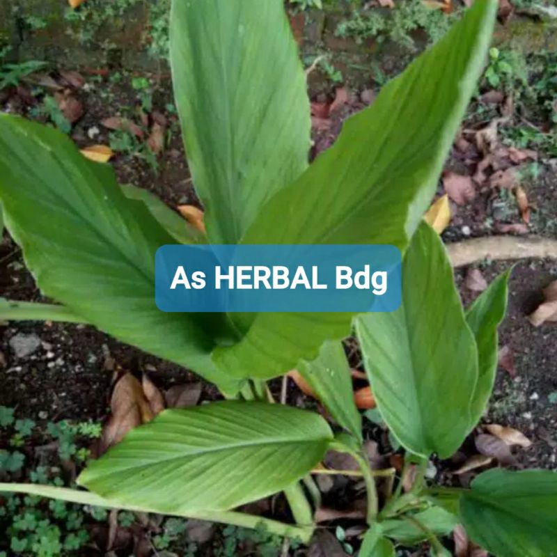 

Jual daun kunyit segar daun kunir 500 gram petik langsung-az