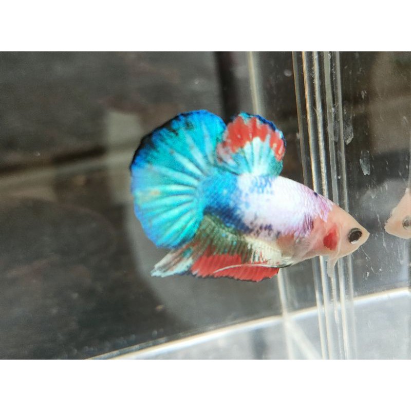 IKAN CUPANG BONSAI LINE KOI