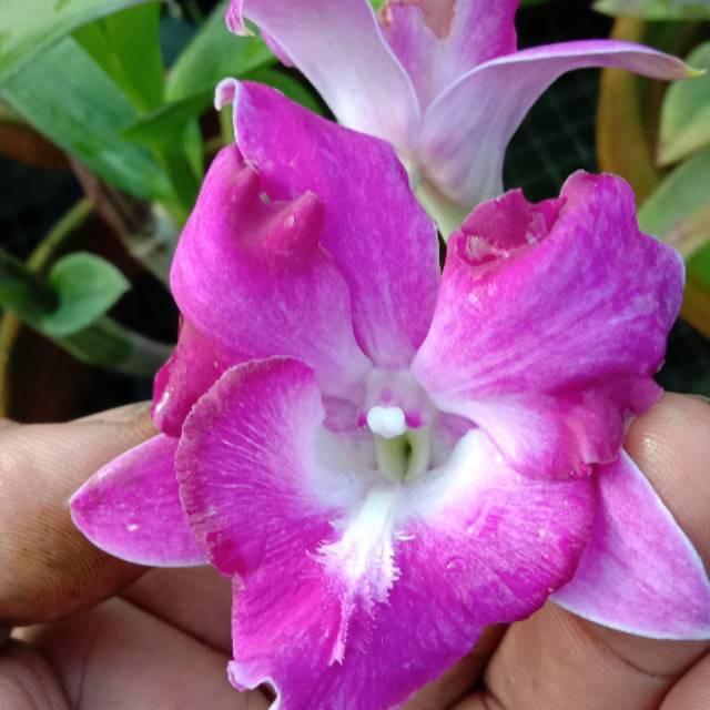 DendroBium King dragon Dewasa / Spike