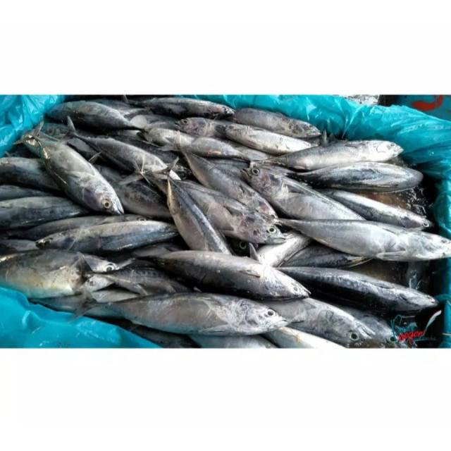 

IKAN TONGKOL CAKALANG UTUH 1 KG / BUKAN FROZEN