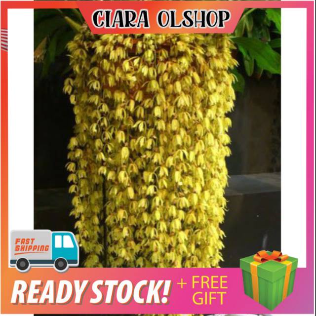 Anggrek coelogyne rochussenii promo spesies sumatra