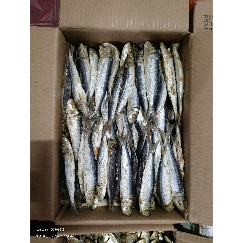 

IKAN REBUS DANCIS