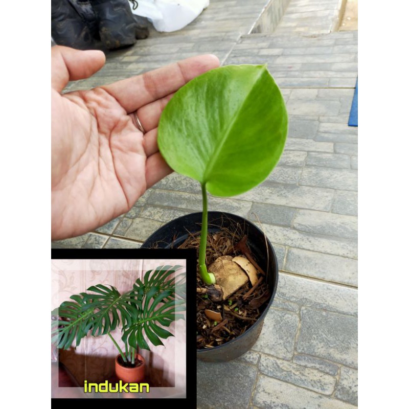 monstera king anakan