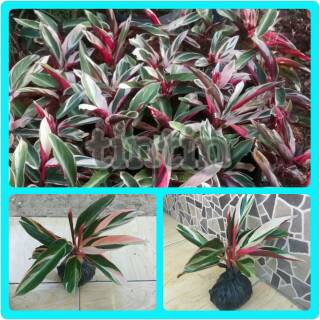 Tanaman Hias Calathea Triostar Kalatea Multicolor Tanaman Hias Calathea Triostar Kalatea Multicolor