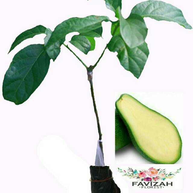 bibit buah alpukat tanpa biji/ non biji bonus alpukat mentega