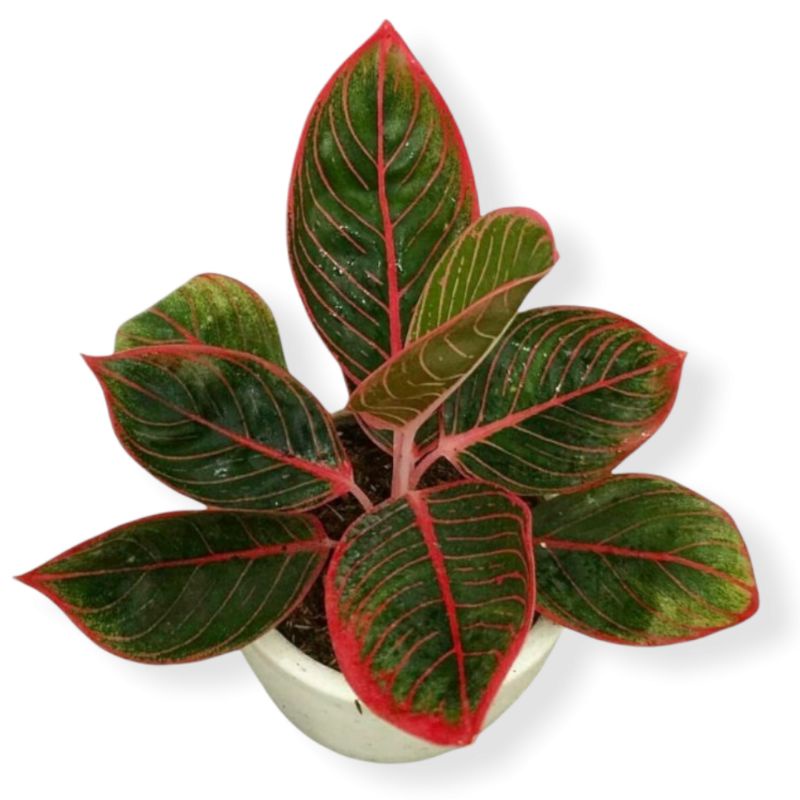 aglaonema khanza ( tanaman hias aglaonema khanza ) bisa COD✅