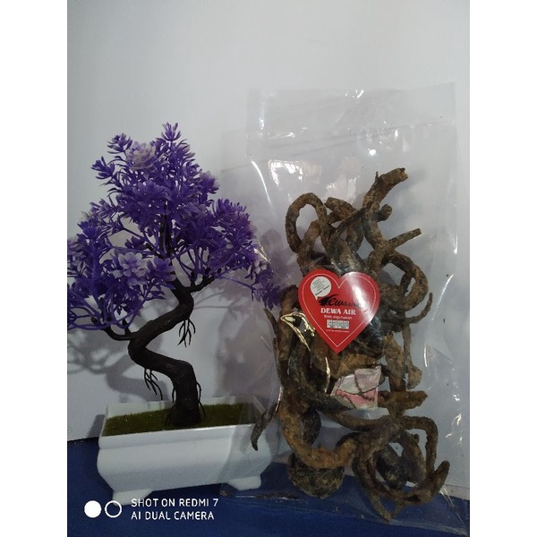 

CAMILAN BELUT CRISPY 1 ONS