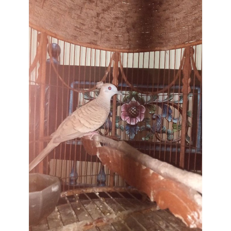 

Perkutut Songgo Ratu