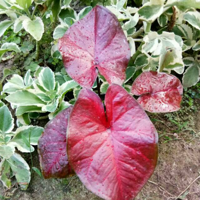 Bibit Caladium Sweety Keladi Hias Thailand Shopee Indonesia