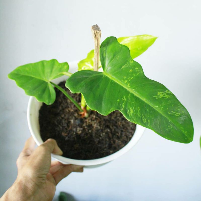 Philodendron dragon varigata anakan 1-6 daun REAL PICT