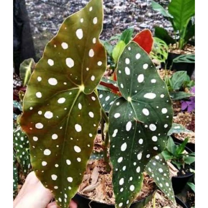 BEGONIA POLKADOT BESAR