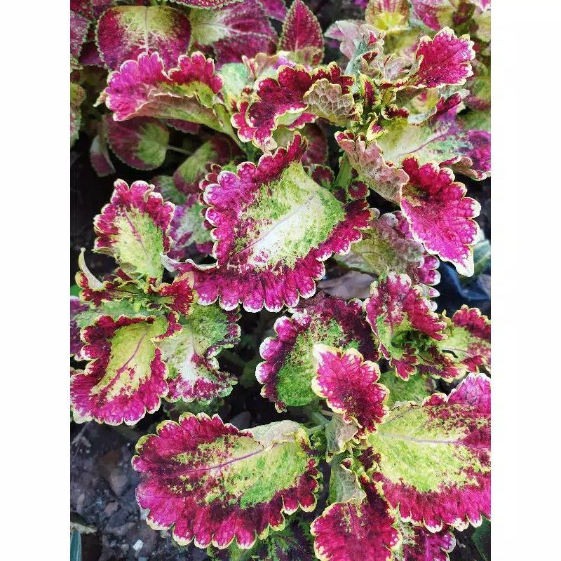 Miana Arjuna Premium