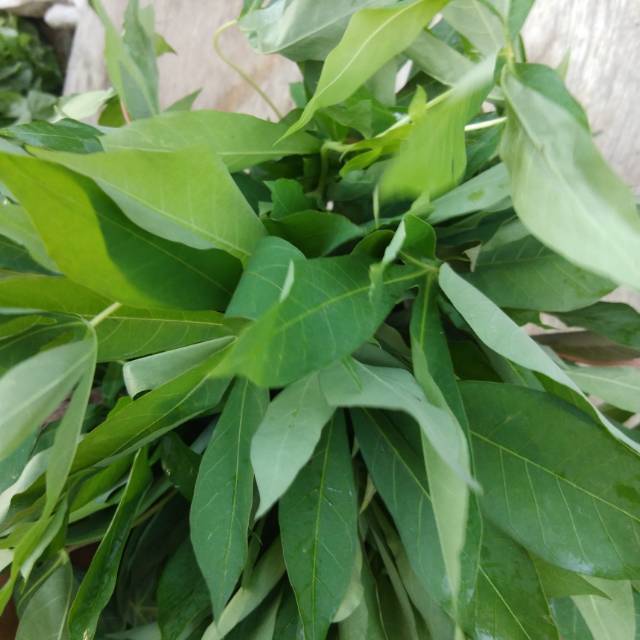 Daun singkong bogor/proyek batang putih