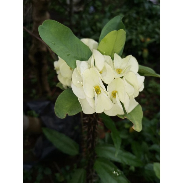 Tanaman Hias Eforbia kuning putih