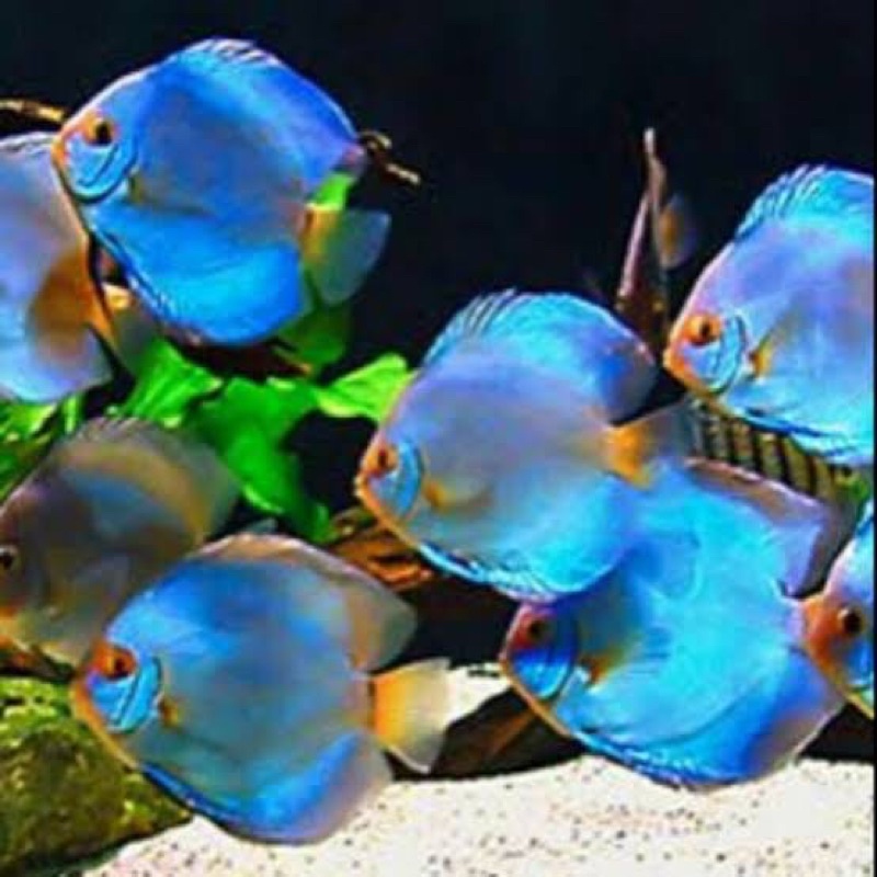 DISCUS BLUE DIAMOND, LEOPARD SNACKSKIN, PIGEON, RED MELON, RED DRAGON, SUN MERAH, MOZAIK, GOLDEN