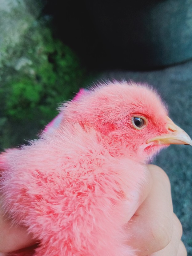 Batik Couple Keluarga Sania Ruffle Ori Ndoro Jowi Dnt Motif Bambu Putih