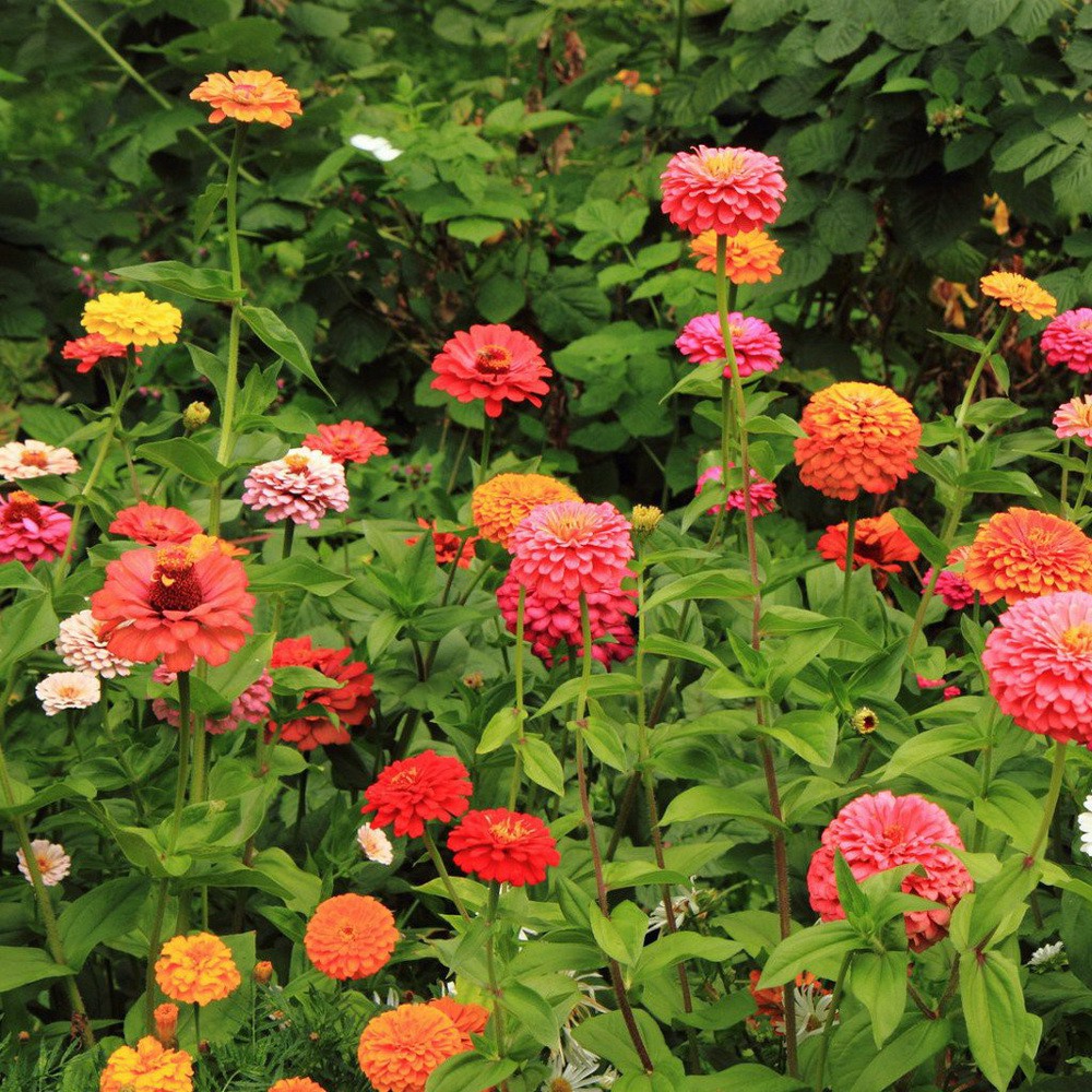 [Best Selling] 4 Seeds - Zinnia Liliput Mixed Haira Seed Biji Benih Bibit - SR0041