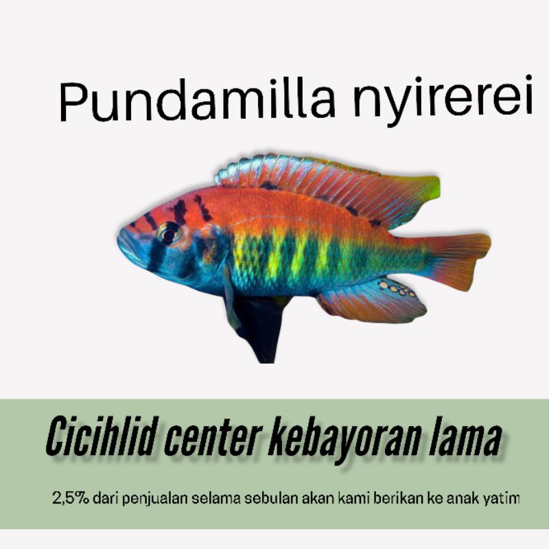 ikan cichlid Africa pundamilla nyirerei jumbo 10cm