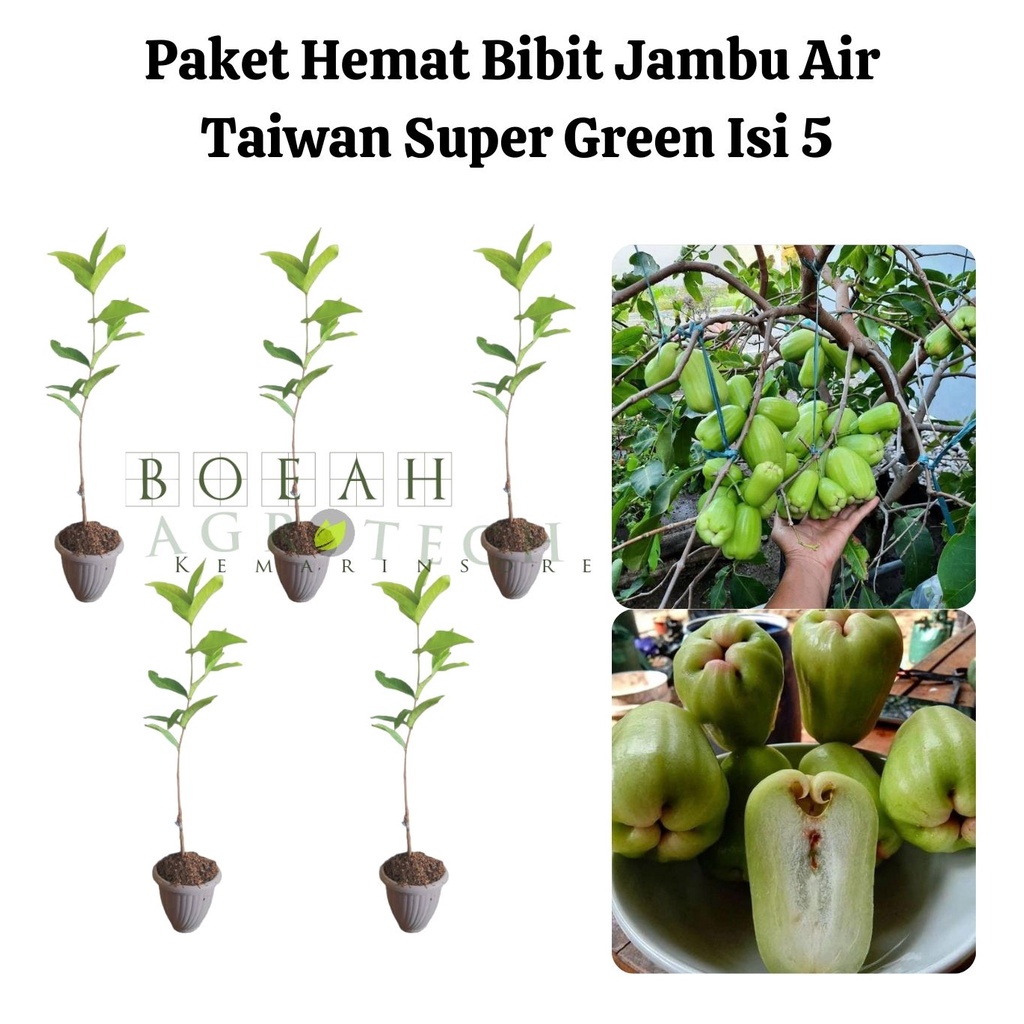 Paket Hemat Bibit Jambu Air Taiwan Super Green Isi 5 Bonus Bibit Strawberry+Polibag