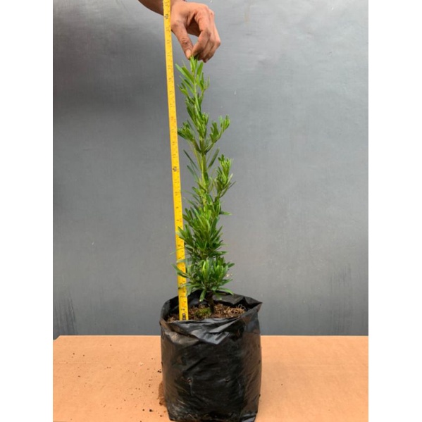 bahan bonsai lohansung kapsul, good material bagus.