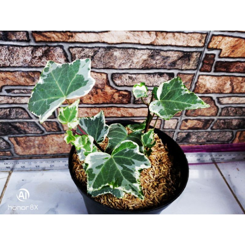 Tanaman Hias Ivy varigata putih jenis baru. - tanaman hidup - tanaman murah - tanaman terlaris - tan