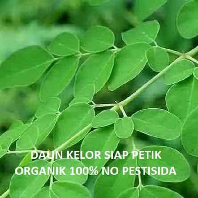 

Daun kelor siap petik per 500gram non pestisida