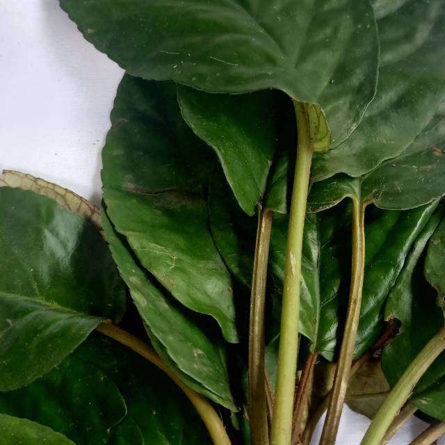 

Daun reundeu fresh lalapan has Sunda bonus bibit 1 pohon