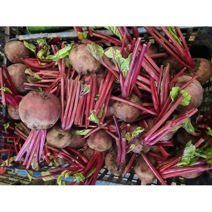 

LAINNYA-KEMASAN-MINUMAN- SUPER PROMO BUAH BIT / BIT / BEET ROOT / BEET / BUAH SEGAR -MINUMAN-