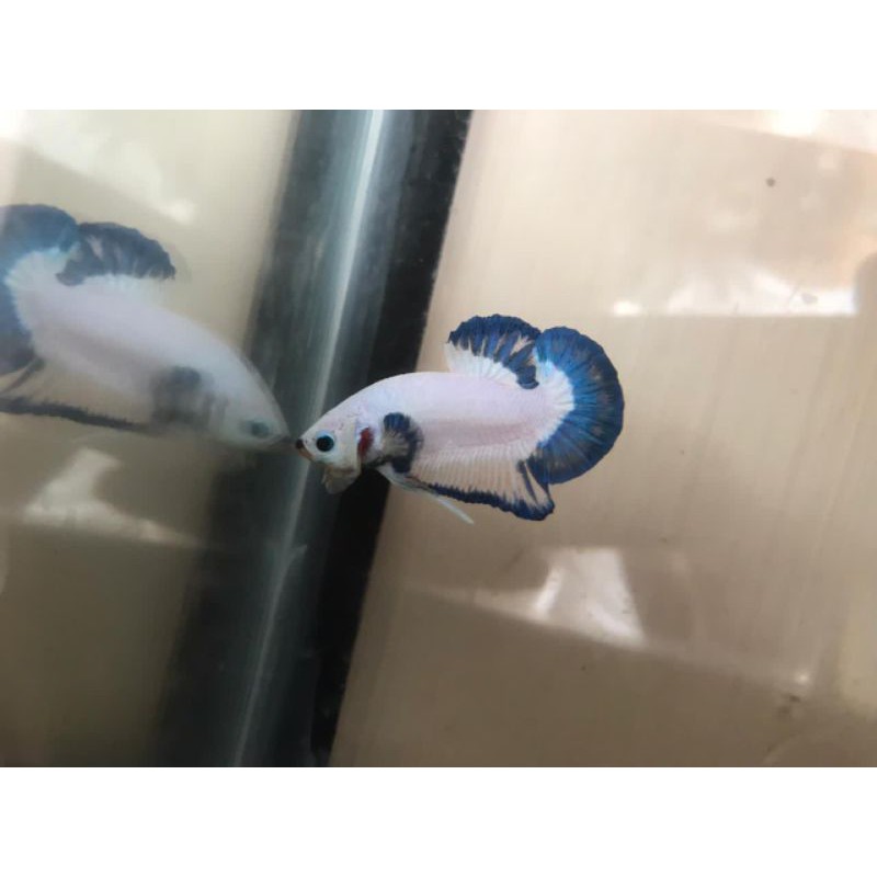 

Blurim