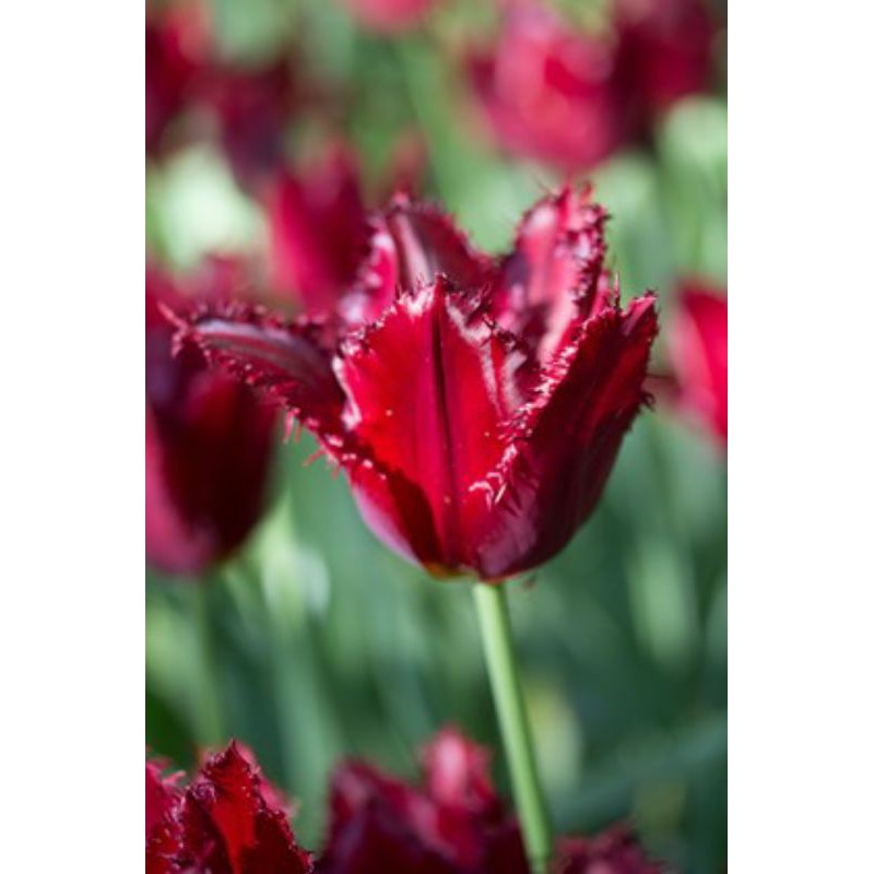 Bibit Benih Bunga Tulip Pasific Pearl Asli