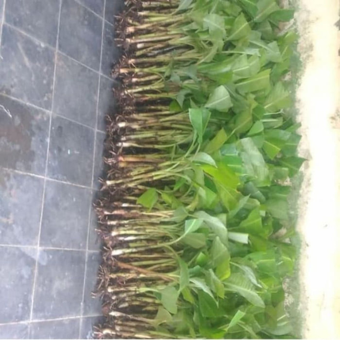 Bibit pohon pisang Ambon mini super/bibit pisang badak super