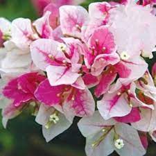 Bibit Tanaman Hias Bunga Bougenville Sakura ice Cream Original Cantik