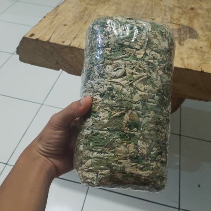 

Daun Bidara Fress Hijau 1kg Hidup Hijau Segar Organik Multivitamin