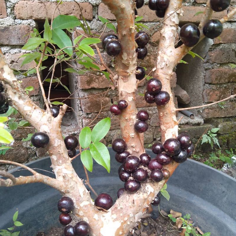 Tanaman anggur brazil preco stek valid uk 1 meter up