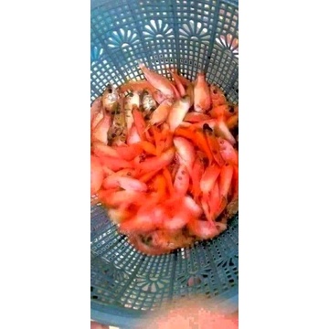Bibit ikan nila merah dan hitam UK 4-6cm
