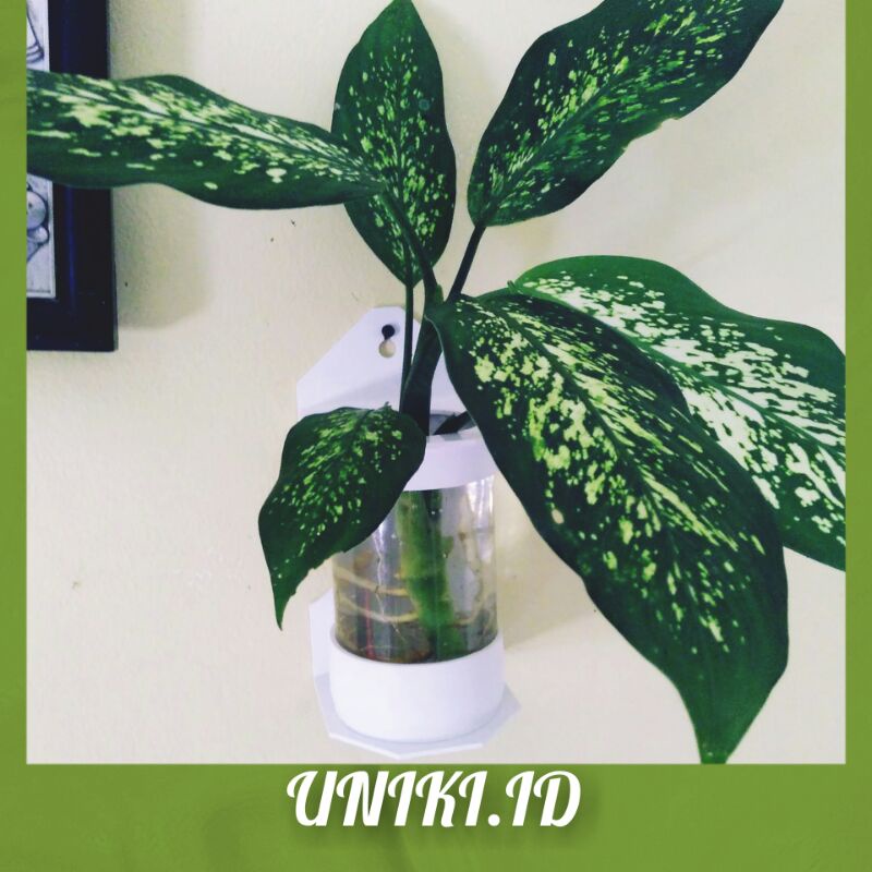 Pot dinding tempel tembok unik murah bunga hidroponik tanaman air