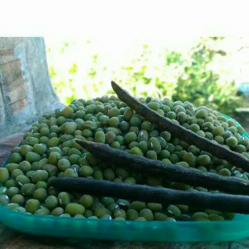 

kacang hijau 250 gram,kacang hijau super,hasil kebun sendiri 1/4 kg.