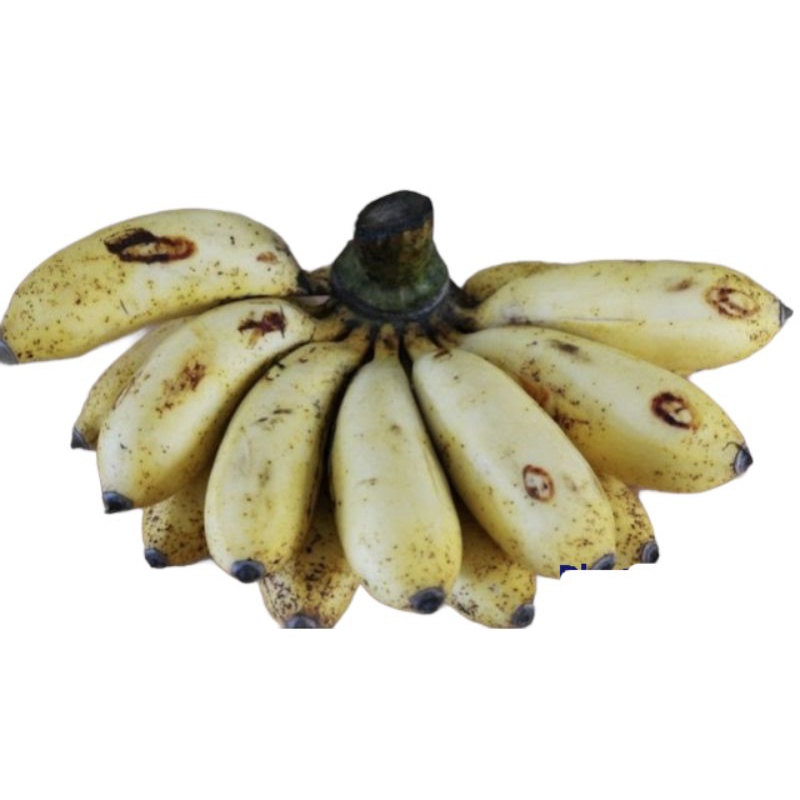 

Bandung Buah Segar - Pisang Raja Sereh / Pisang Raja Cere