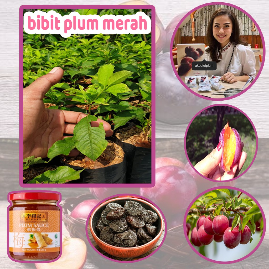 Bibit Buah Plum Merah