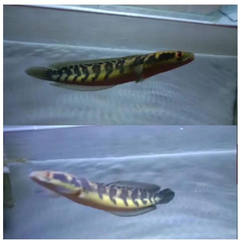 chana maru ys size 15-17,,,sortiran simet 3 ekor