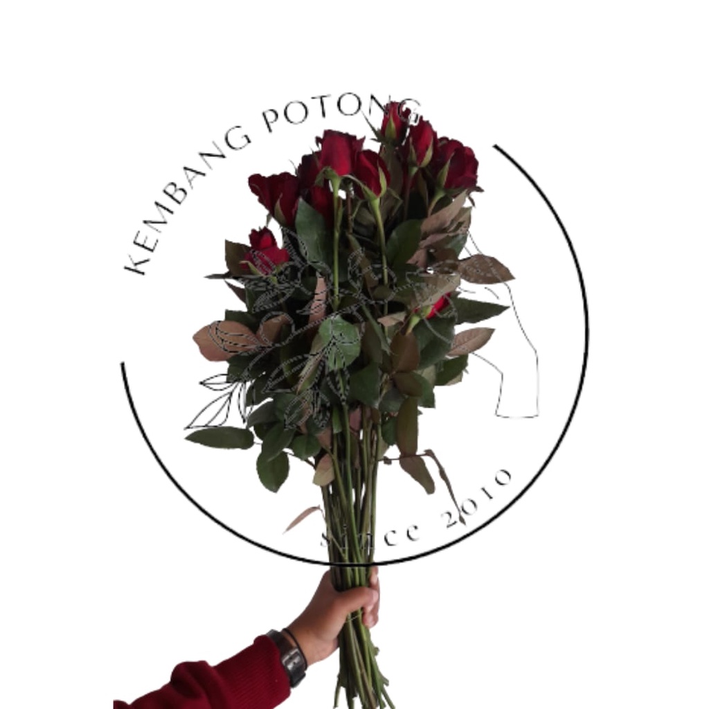 MAWAR potong HOLLAND WARNA MERAH per TANGKAI