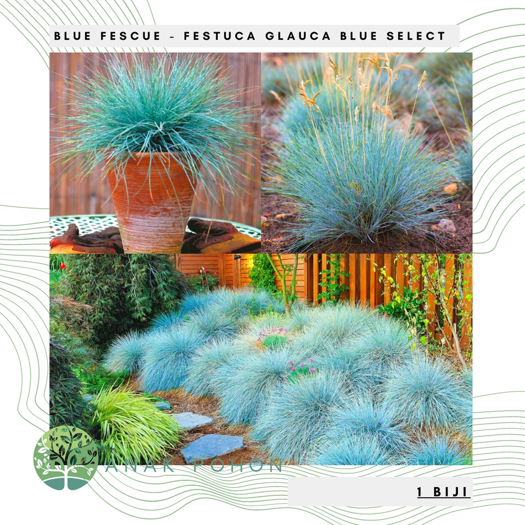 Festuca glauca AmiGold | Green Solutions