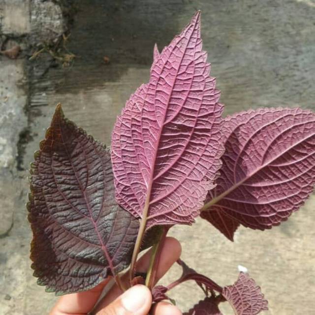 Jawer kotok atau daun ileur segar