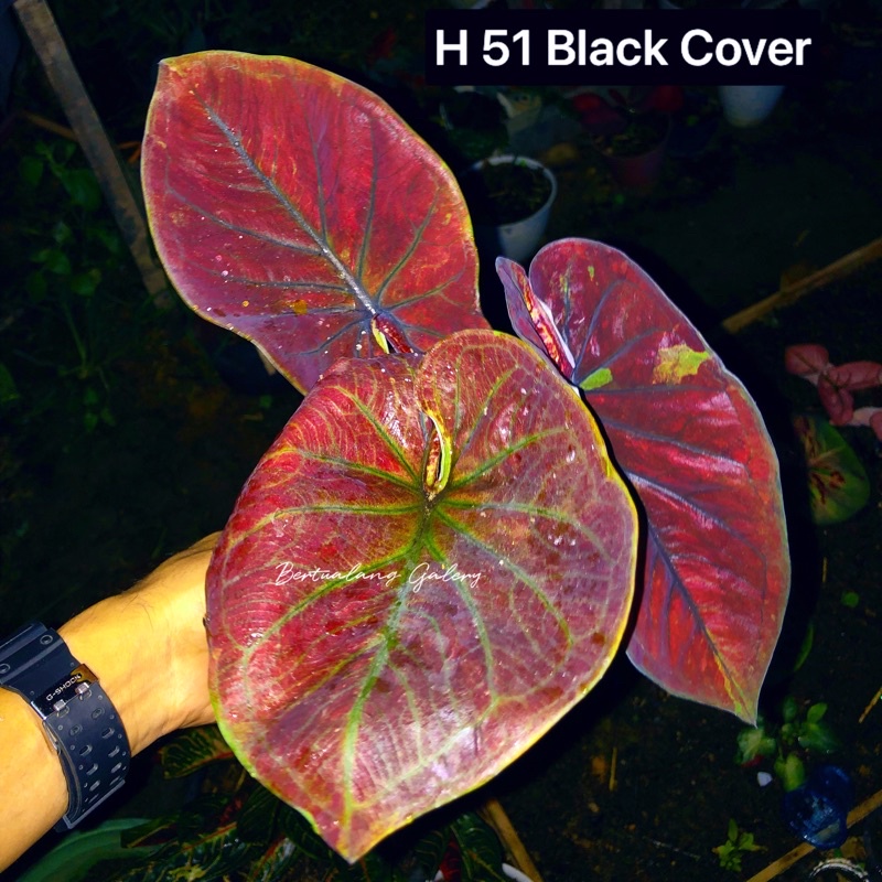 indukan Keladi hias H 51 black cooper black koper caladium seperti di gambar
