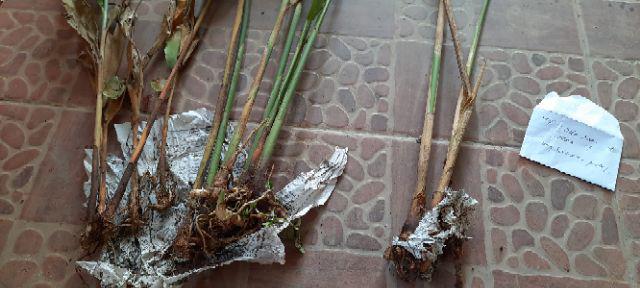 Bibit Kapulaga Hibrida Super Jumbo Kwalitas 1