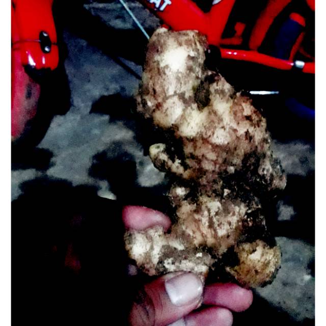 

Jahe gajah / jahe lokal