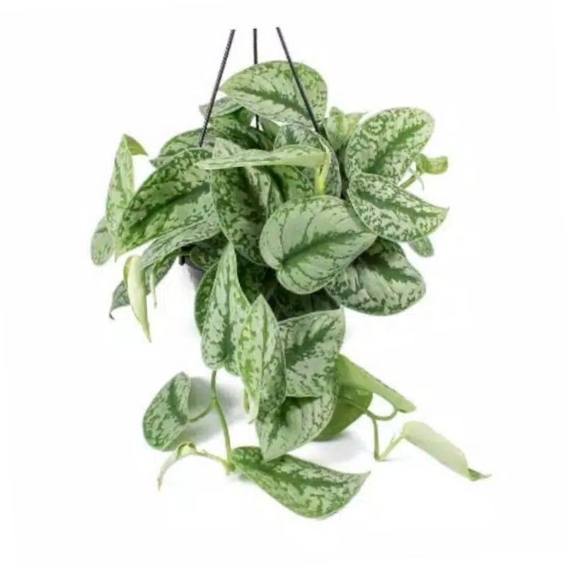 Tanaman Hias Srigading Silver - tanaman hias hidup - bunga hias - bunga hidup - tanaman outdoor - ta