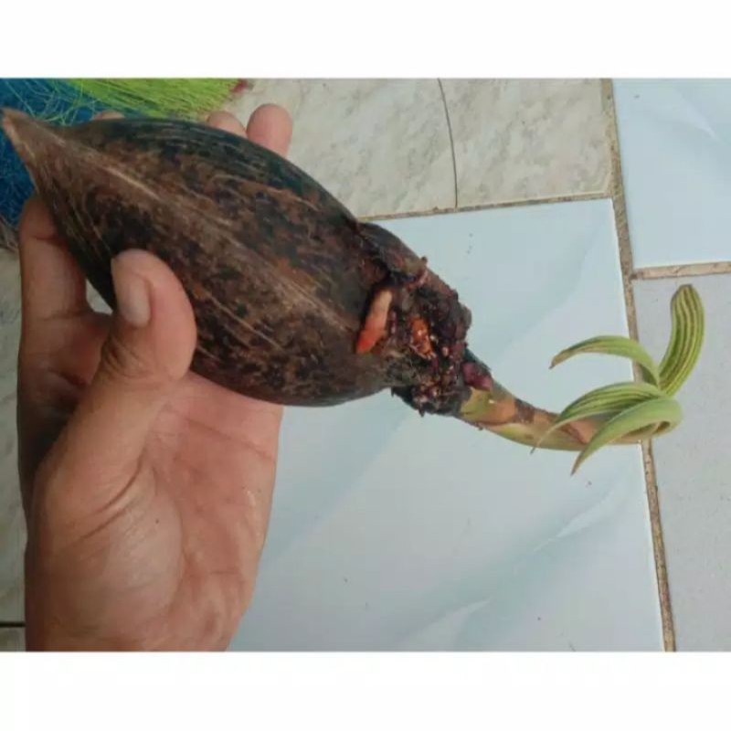 bahan bonsai kelapa wulung