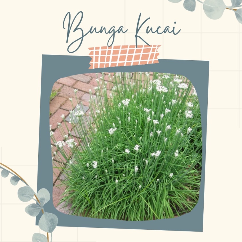 Tanaman Hias Bunga Kucai Bunga Kucai Murah